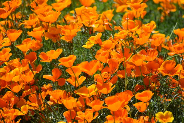 istock Poppy Flowers Grouping 1141790909