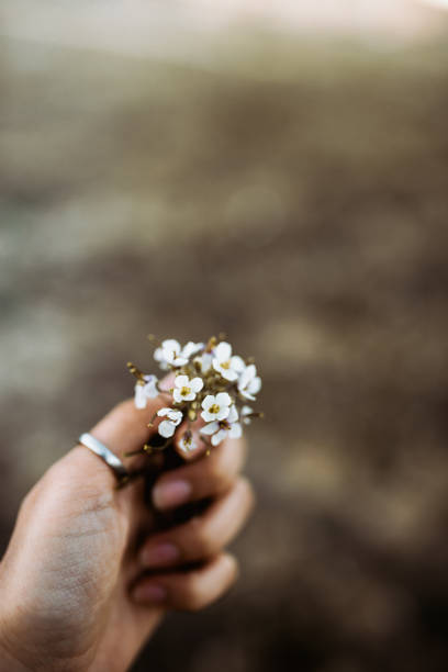istock woman's hand with rings catching wild white flowers at sunset in spring 1141792183
