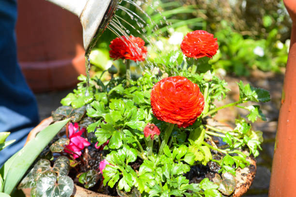 istock Watering can and flowers 1141792772
