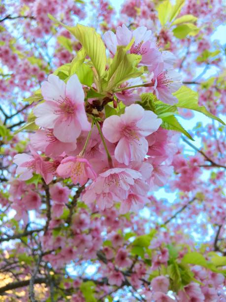 istock Beautiful Sakura ,pink flower. 1141792915
