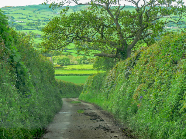 Narrow country lane in rural England