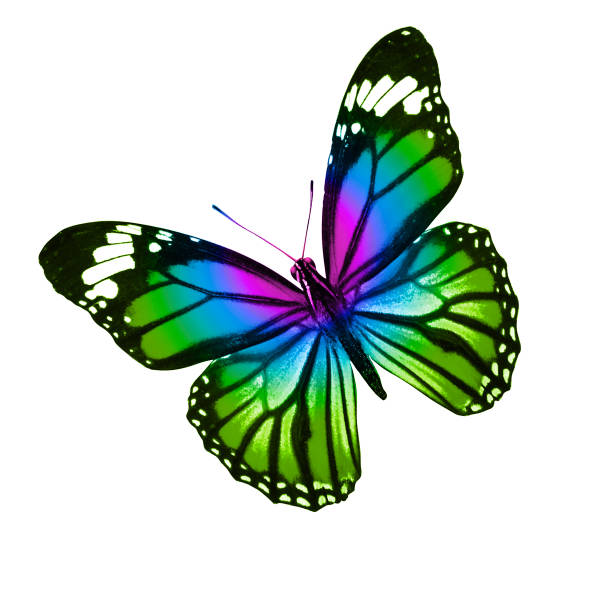 istock tropical colorful butterfly isolated on white background 1141793603