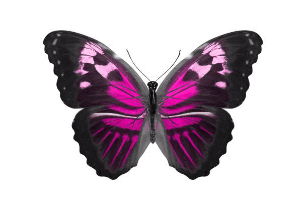 istock tropical pink butterfly. isolated on white 1141793836