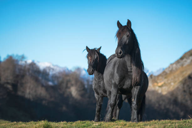 istock horse in the nature 1141794379