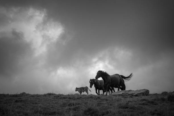 istock horse in the nature 1141797337