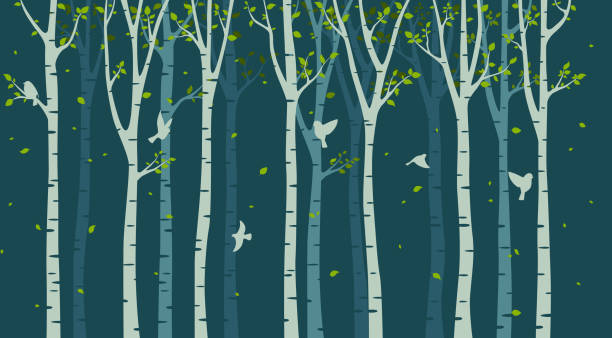 illustrations, cliparts, dessins animés et icônes de silhouette d’arbre de bouleau - birch bark birch tree wood