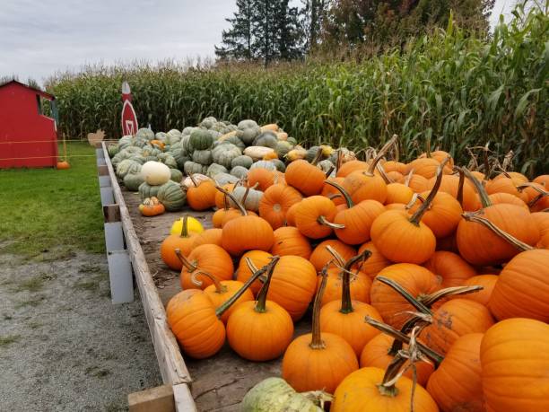 istock Pumkins near a pumkin patch 1141798394
