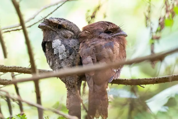 Two medium sized birds perched on a branch