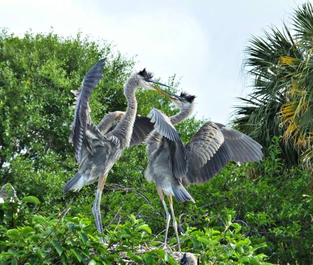istock Great Blue Heron (Ardea herodias) juveniles in the Florida wetlands 1141799128