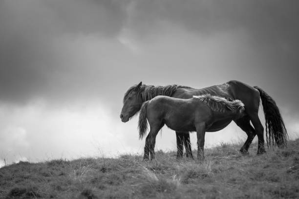 istock horse in the nature 1141799969