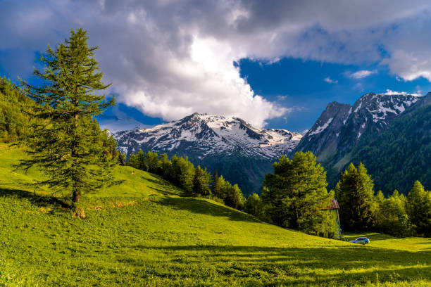 istock Pine trees in fields in Alp mountains, Martigny-Combe, Martigny, 1141799985
