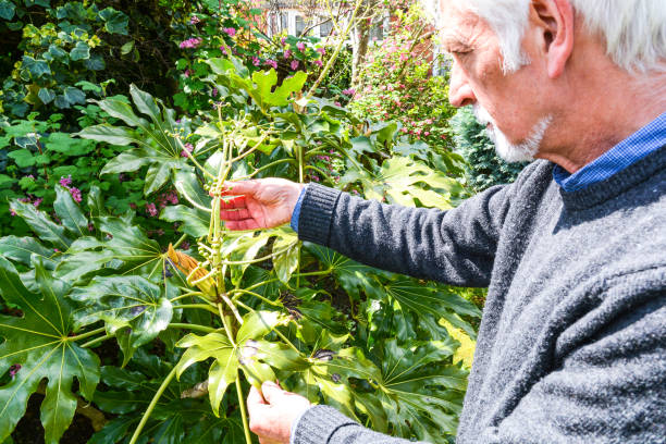 istock A man checks on garden plants 1141800277