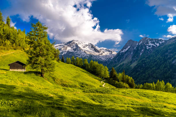 istock Pine trees in fields in Alp mountains, Martigny-Combe, Martigny, 1141800368