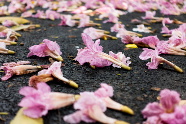 istock Pink flowers fall on the road 1141801215