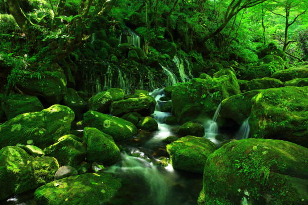 istock Akita Prefecture Summer Waterfall 1141802865
