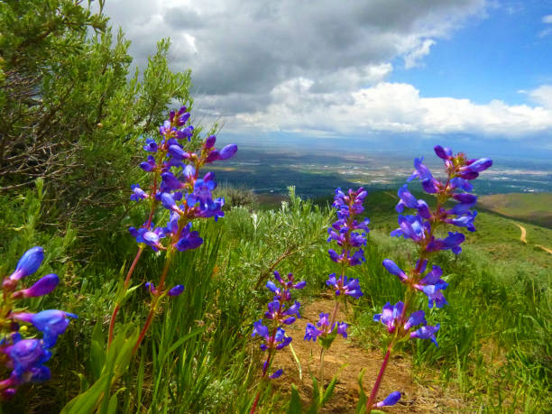 istock Purple Flower Power in Boise 1141803124