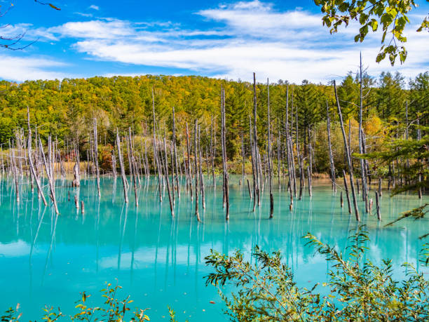 trockener baum und wald am shirogane blue pond in biei town, hokkaido, japan. die stadt biei liegt mitten in der stadt asahikawa und in der stadt furano. - biei stadt stock-fotos und bilder