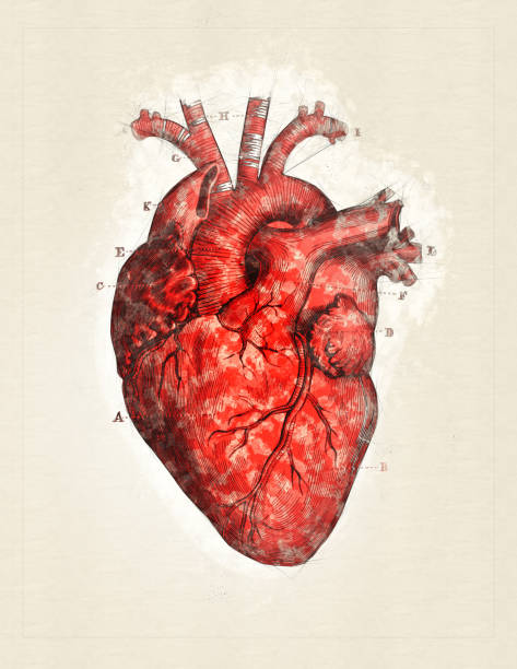 Heart Manipulation 2,200+ Human Heart Painting Stock Photos, Pictures & Royalty-Free ...