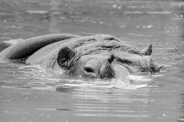 istock Big hippo swimming 1141806086