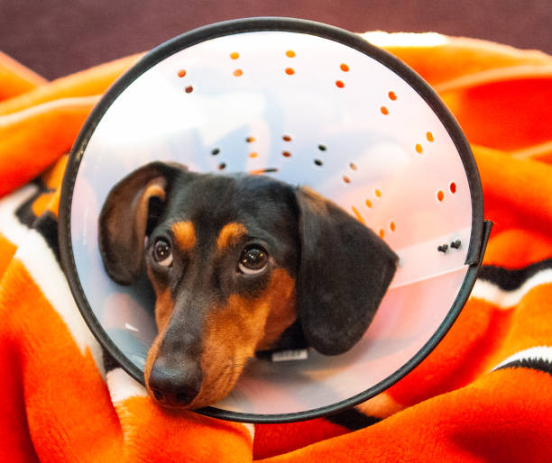 istock Cone of Shame 1141812489