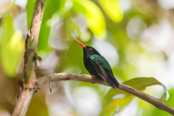 Jamaica Hummingbird