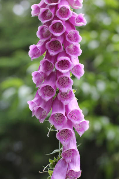 istock Foxglove flower close-up 1141816902