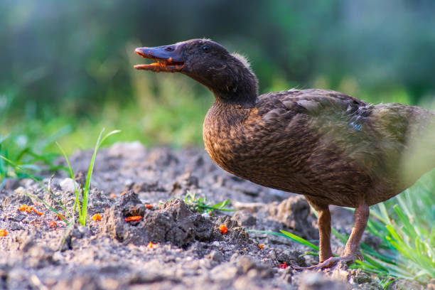 istock Brown ducklings eating red fruit. 1141817318
