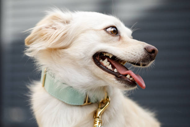 istock Happy dog wearing collar 1141819984