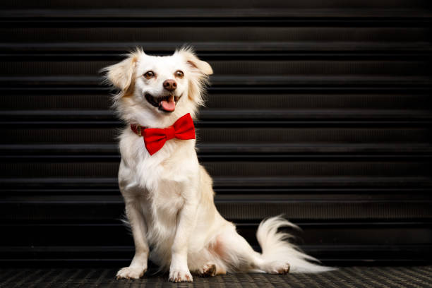 CLOSEUP DOG PRESENT. LABRADOR  WITH A BIG RED BOW ON HEAD. PUPPY OR PET GIFT FOR CHRISTMAS OR BIRTHDAY CONCEPT. ISOLATED SHOT AGAINST WHITE BACKGROUND.