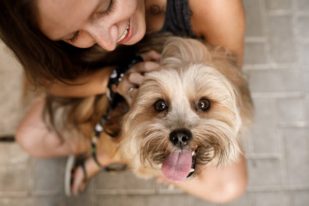 mulher e seu cão - lhasa - fotografias e filmes do acervo