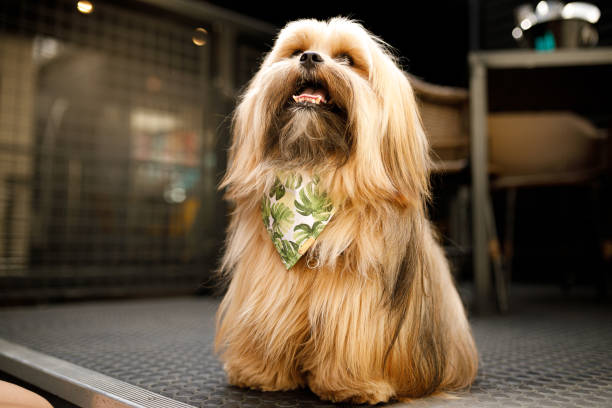 Dog wearing bandanas