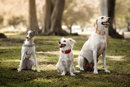 Three dogs posing for portrait.