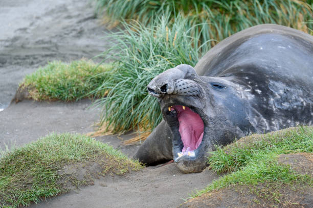 istock Beautiful Antarctic Wildlife 1141820483