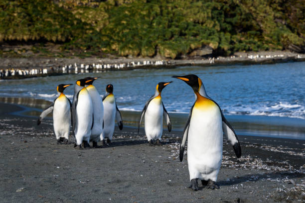 istock Beautiful Antarctic Wildlife 1141821416