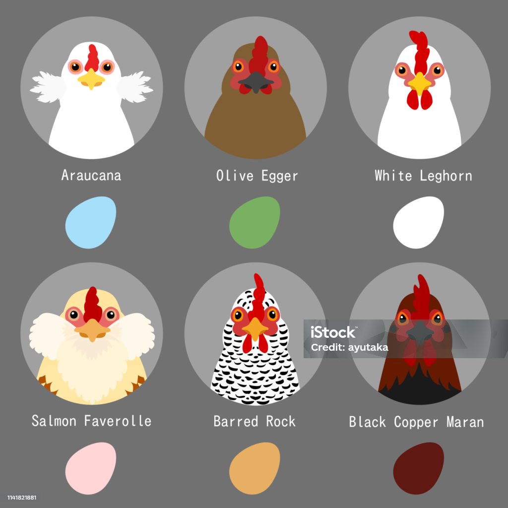 chicken breeds and egg colors set Araucana Chicken stock vector