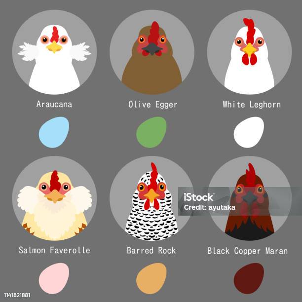 Chicken Breeds And Egg Colors Set Stock Illustration - Download Image Now - Araucana Chicken, Chicken - Bird, Animal