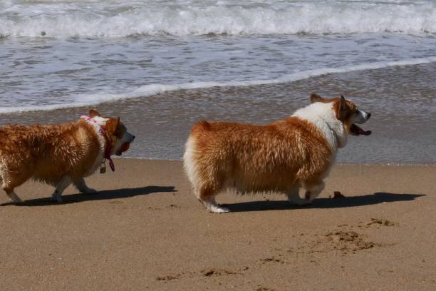 istock Corgi Dogs at the Beach 1141823194