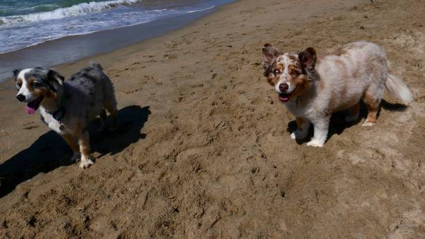 istock Corgi Dogs at the Beach 1141823235