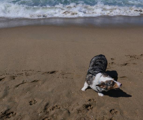 istock Corgi Dogs at the Beach 1141823236