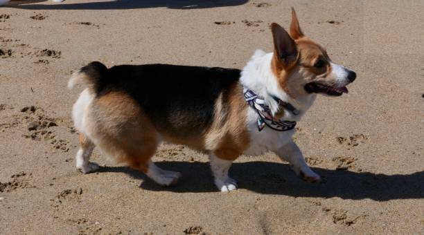 istock Corgi Dogs at the Beach 1141823237