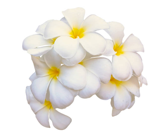 istock Plumeria Bouquet flowers isolated on white background. 1141825257