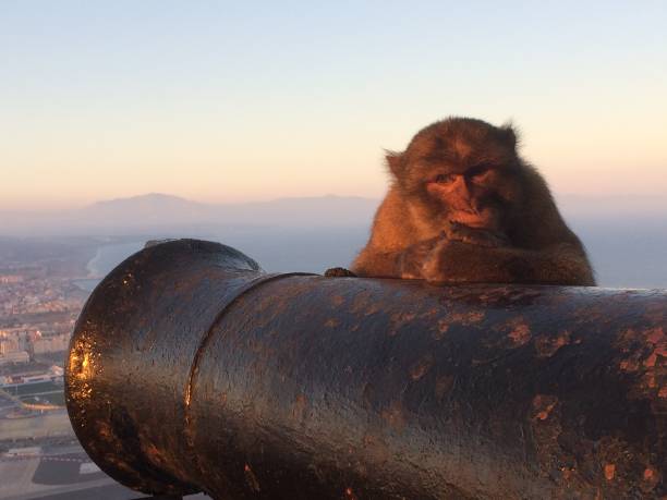 istock Barbary Ape resting on Canon 1141826390