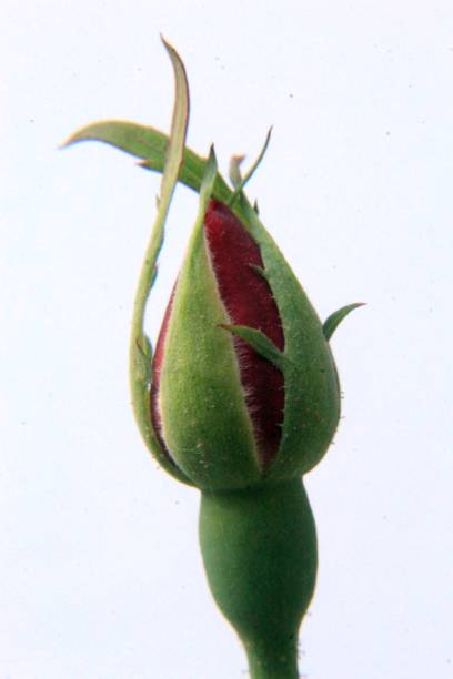 istock Rose flower bud isolated on white 1141827401