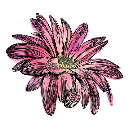 Chrysanthemum Flowers Pen and Ink Vector Watercolor Illustration