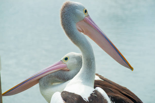 istock Australian pelican near water 1141831436