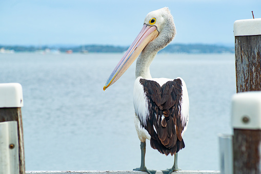 Pelecanus conspicillatus, Australian pelican standing on pier