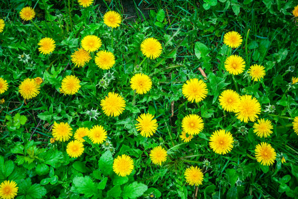 istock dandelions with yellow petals 1141833106
