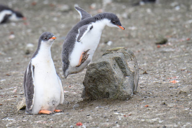 istock Beautiful Antarctic Wildlife 1141833923