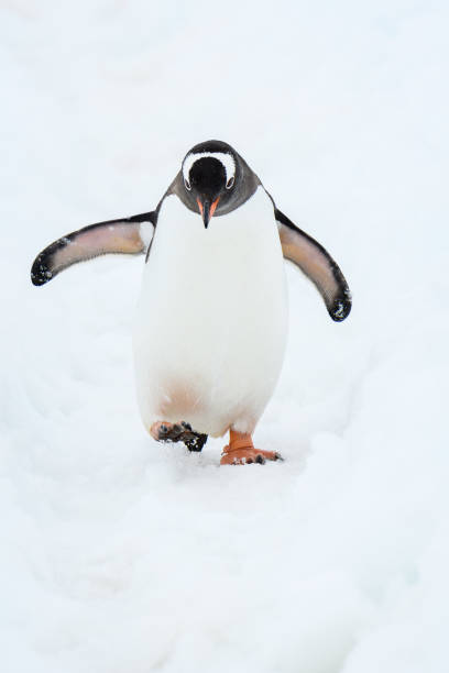Beautiful Antarctic Wildlife