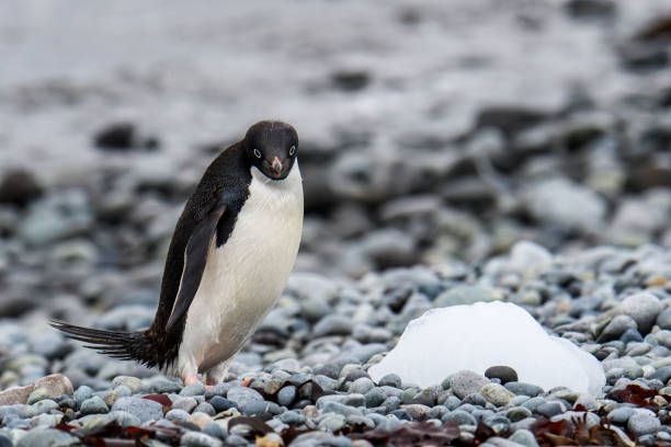 istock Beautiful Antarctic Wildlife 1141834233
